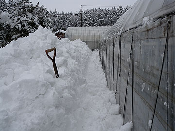 ハウス除雪後.jpg